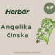 Herbár : Alchemilka obyčajná